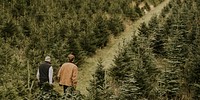 Men walking through Christmas trees