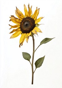 Real Pressed a sunflower plant illustration botanical.