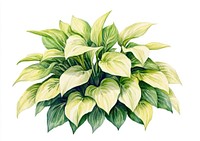 Hostas bushes plant art illustration.