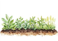 Soil plants illustration watercolor.