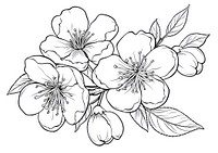 Cherryblossom flower art illustration.