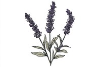 A lavender illustration flowers purple.