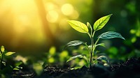 Plant Bathed in Morning Light plant outdoors nature.