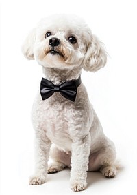 Dog background bowtie black.