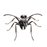 A wild ant photography background isolated.