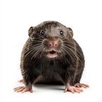 A wild mole animal background rodent.