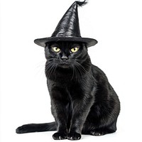 Black cat wearing magic hat pet photography halloween.