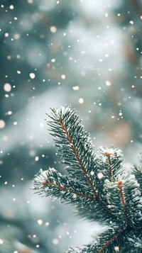 Pine tree in the snow background outdoors weather.