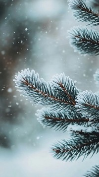 Pine tree snow outdoors weather.