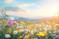 Colorful wildflowers in a meadow landscape nature countryside.