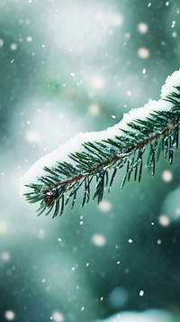 Pine branch in frost winter snow landscape.