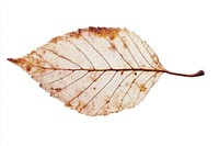 A dry leaf background white white background.