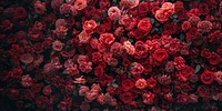 Red roses and pink roses flower petals wall.