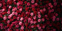 Red roses and pink roses flower wall nature-inspired.