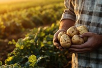 Hands holding potatoes vegetable produce organic.