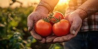 Hands holding tomatoes vegetables produce organic.