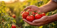 Hands holding tomatoes vegetables produce organic.