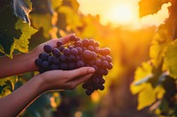 Hands holding grapes vineyard outdoors harvest.