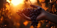 Hands holding grapes vineyard harvest sunset.