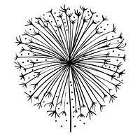 Hand drawn of Firework drawing minimalist white.