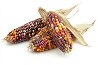 Flint corn produce thanksgiving agricultural.