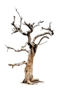 A dried tree isolated wood dead.