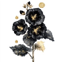 Black hollyhock flowers black gold.