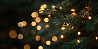 A close-up of the lights on an evergreen tree christmas branches bokeh.