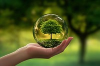 A hand holding an energy plant in a glass sphere with a green tree inside nature photo sustainability.