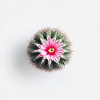 An isolated cactus with pink bloom photography plant view.