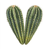 An isolated angel wing cactus photography plant heart-shaped.