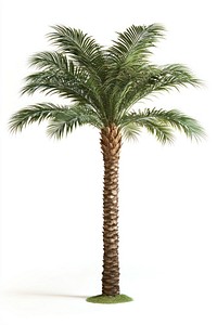 Real tropical palm tree background isolated plant.