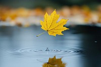 A yellow maple leaf floating in the air above the water reflection nature landscape.