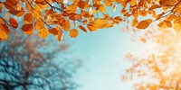 Autumn nature scene leaves leaf sky.