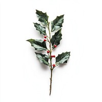 A festive snowy Christmas Holly leaves with christmas red berry leaf decoration berries.