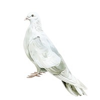 A white dove illustration artwork nature.