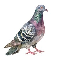 An isolated pigeon illustration watercolor artwork.