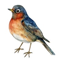 An isolated robin bird illustration watercolor artwork.