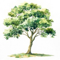 An isolated tea tree art illustration watercolor.