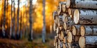 Pile of birch logs background lumber autumn.