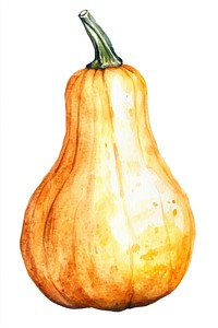 Orange long butternut pumpkin illustration watercolor vegetable.