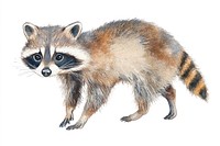 Raccoon walking raccoon illustration watercolor.