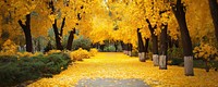 Yellow Autumn trees garden autumn landscape outdoors.