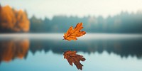 Autumn oak leaf nature fall photography.