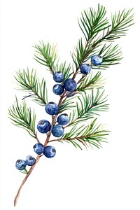 Pine branch berries berry illustration.