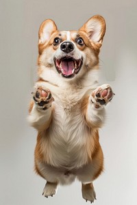 A Corgi dog is jumping up photography animal corgi.