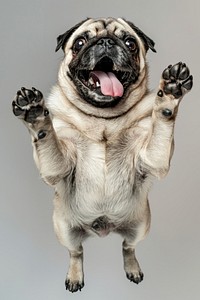 A Pug dog is jumping up pug photography animal.