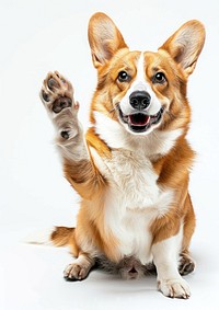 Dog background animal corgi.