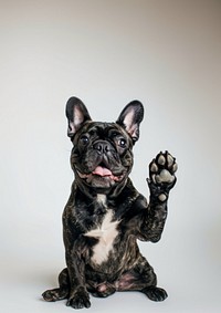 Bulldog portrait animal french.