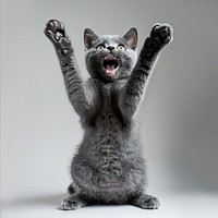 A Russian Blue Shorthair is jumping up photography animal kitten.